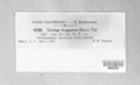Ustilago filiformis image